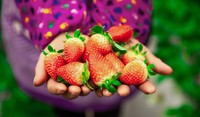Hands Holding Strawberries