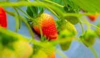 Strawberry Up Close