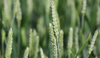 Wheat