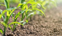 Young Corn Plant