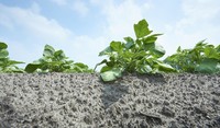 Potato plant