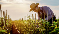 farmer in greenhouse