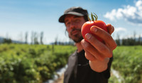 Farmer holding tomato close up