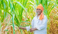 Farmer with Sugar Cane 