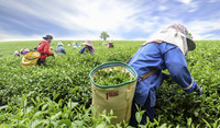 Farmer in Field