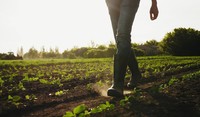 Farmer Walking in Field