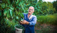 Farmer picking an avocado