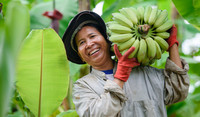 Farmer with bananas