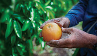 Picking Orange