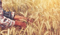 Hands in wheat field