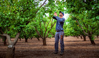 Farmer picking fruit from trees