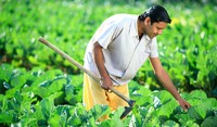 Farmer in Field