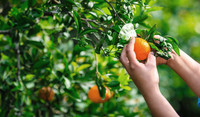 Picking Orange