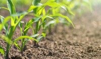 Corn Plant