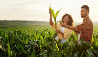 Farmers in corn field