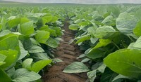 Soybean field 