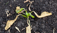 Young frosted sugar beet