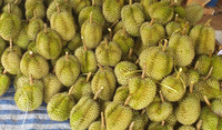 Durian