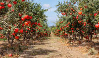 Pomegranates