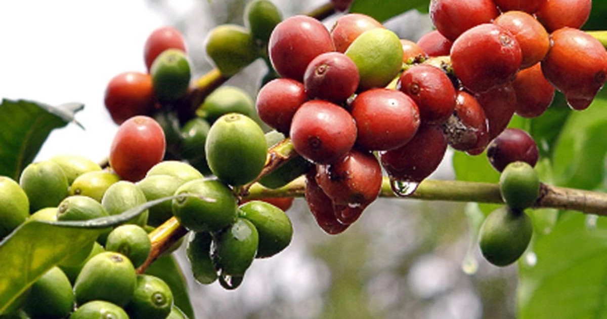 The Brazilian coffee powerhouse ADAMA