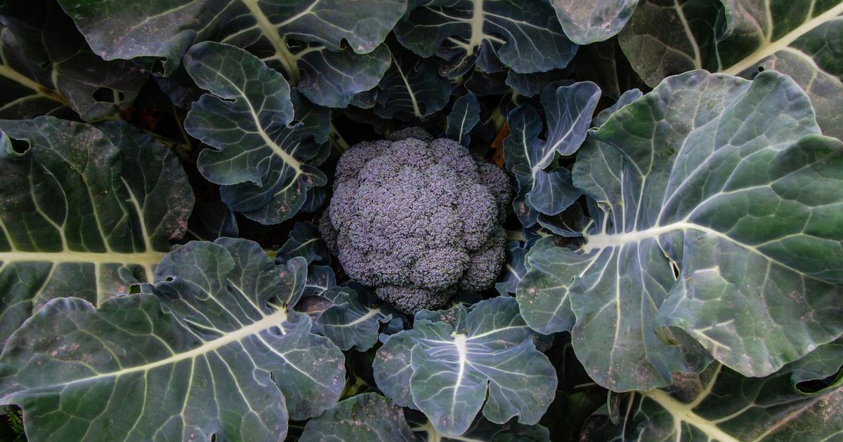 ADAMA Provides Net Estimate for the First Half of 2021 ADAMA