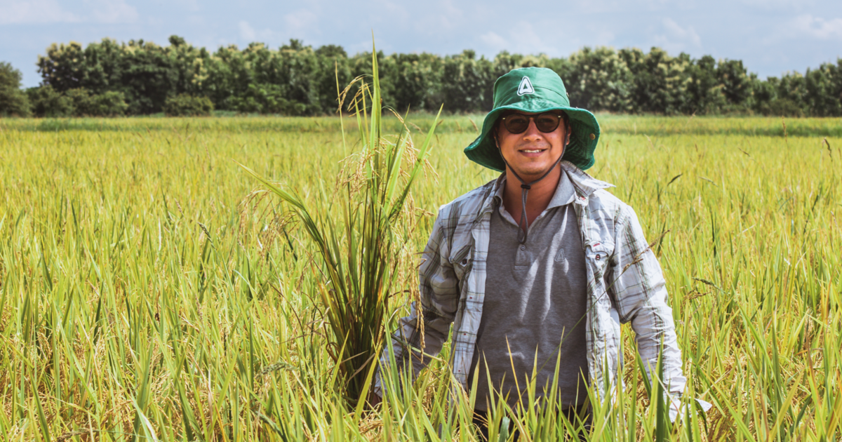 How BAZAK® is Helping Rice Growers ‘Stop the Hop’ | ADAMA