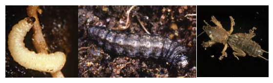 Principales plagas suelo insecticida LEBRON