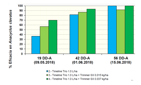 Timeline trio aplicado en anacyclus clavatus