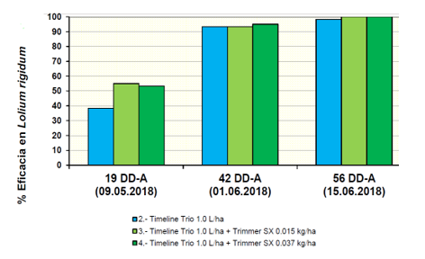 Timeline trio aplicado en Lolium Rigidum