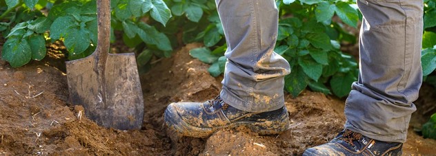 Farmer Standing in Potato Field with Shovel.j