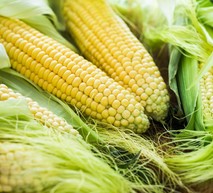 Corn Up Close
