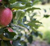 Gala apple tree