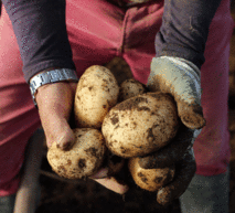 Picking_potatoes-low1.