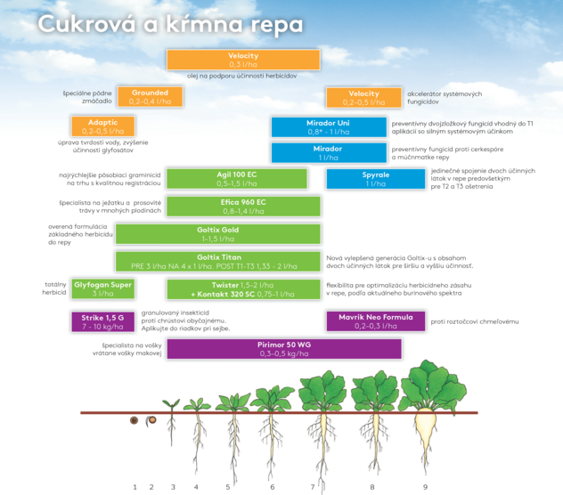 repa cukrová