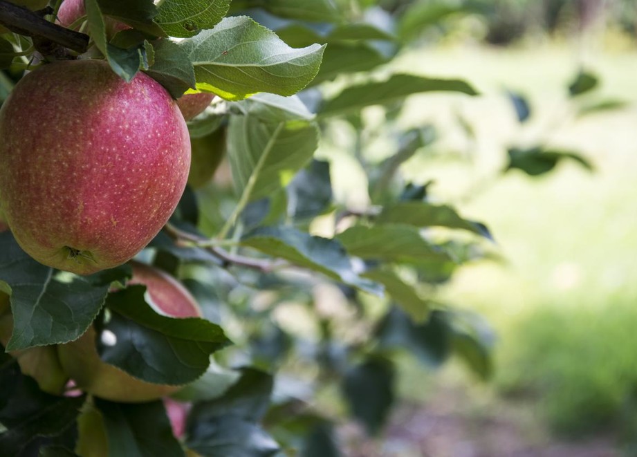 Gala apple tree