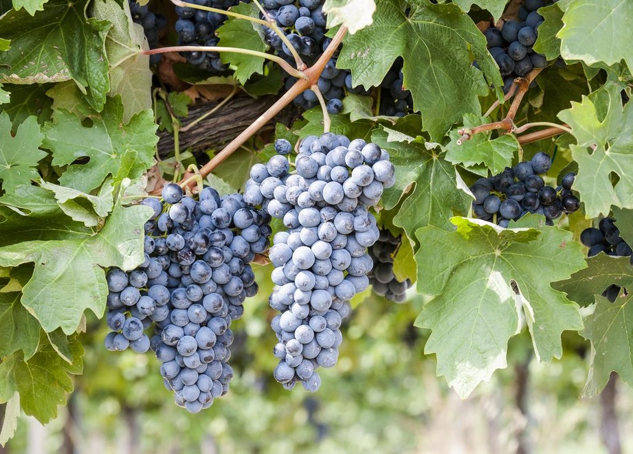 vinič