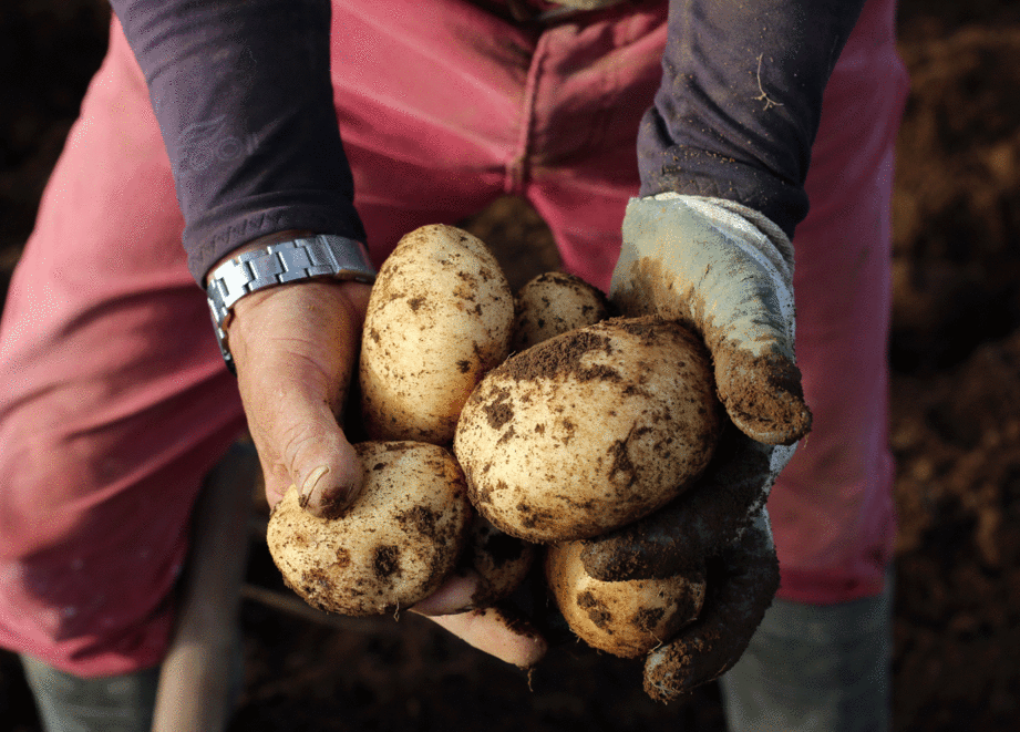 Picking_potatoes-low1.