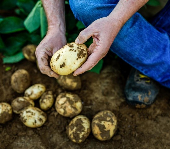 Potatos Up Close