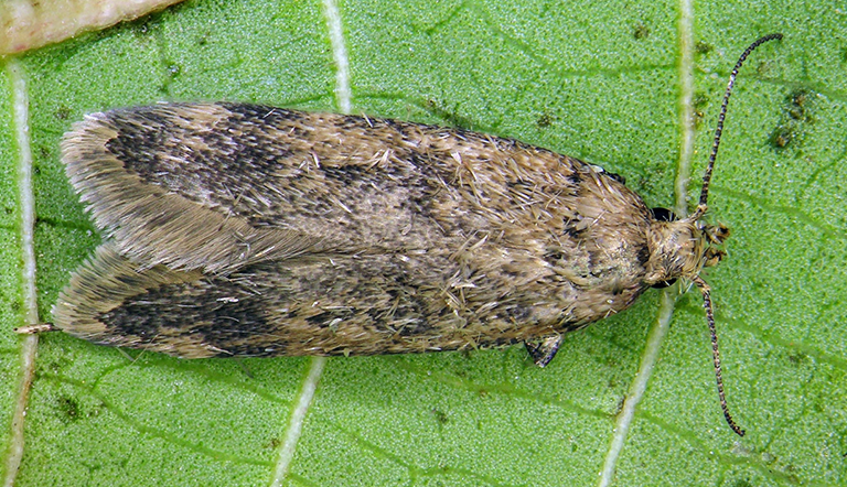 False Codling Moth
