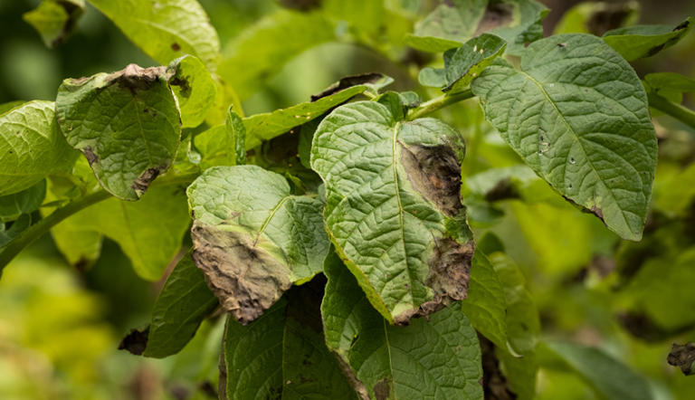 “Pests-on-potato”