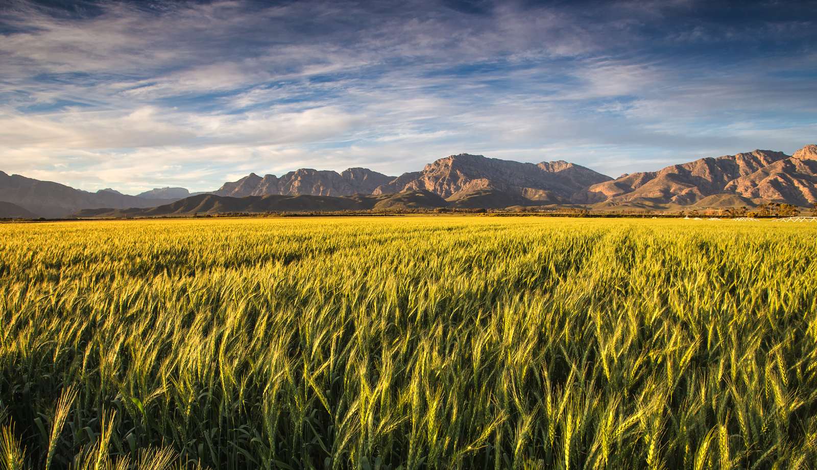 Barley field