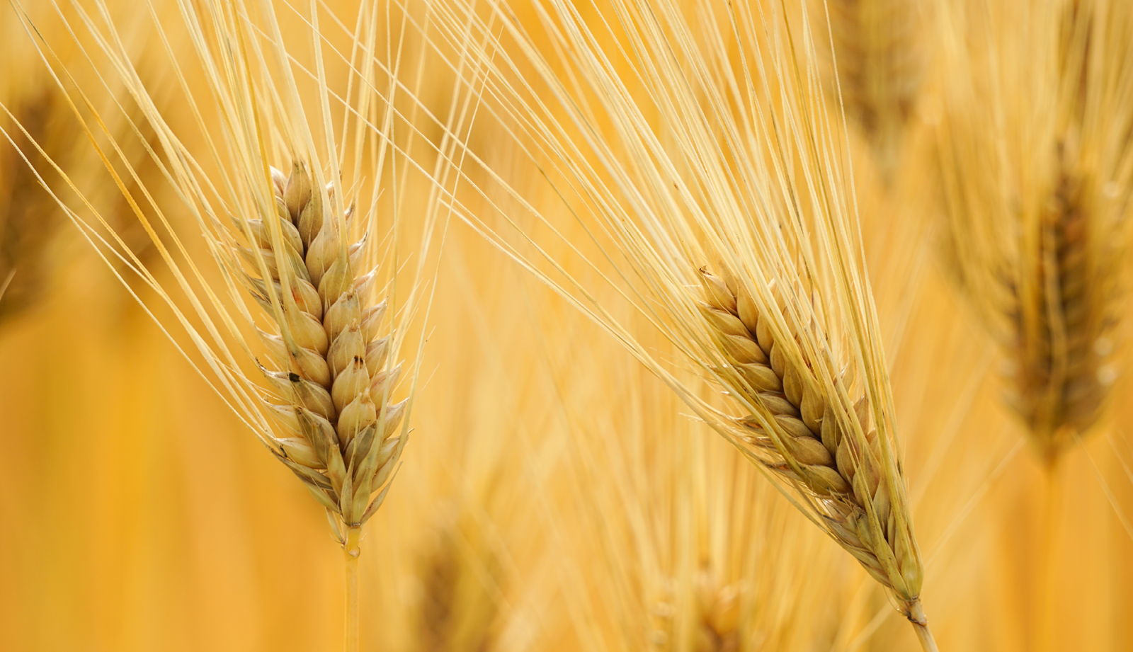 Close up of mature barley heads 