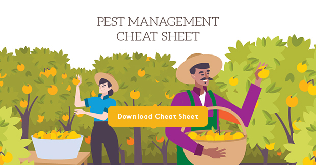 Download our Citrus Pest Management Cheat Sheet