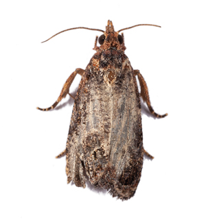 False Codling Moth Citrus Pest