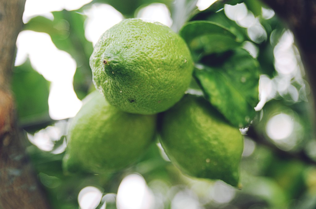 Green Citrus Fruit