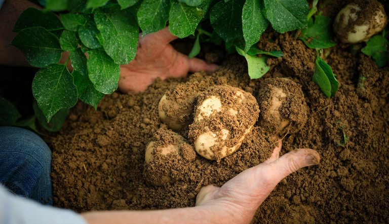 potatos_up_close