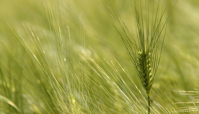 barley-plant.jpg