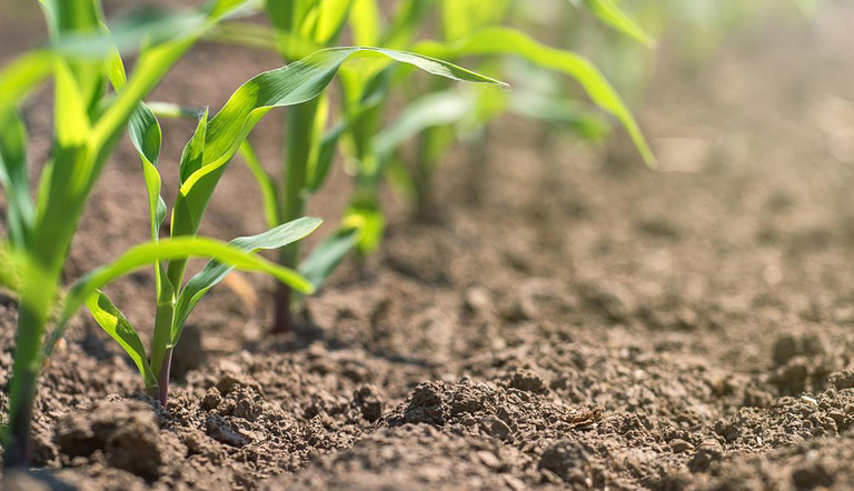 plants-growing-soil.jpg