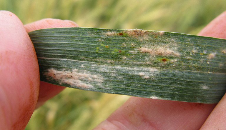 powdery-mildew-on-barley-leaf-3.jpg