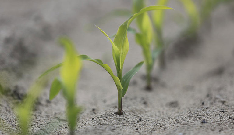 Corn-Sprouts-Up-Close.jpg